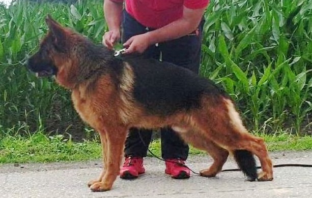 Nero Rivergreen Shepherds German Shepherd Male, Quino von der zenteiche at Rivergreen German Shepherds