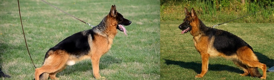 German Shepherd female, SG Anet at Rivergreen German Shepherds