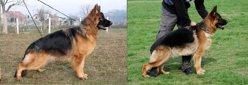 VA Quality Rivergreen Shepherds German Shepherd male, SG1,King at Rivergreen German Shepherds
