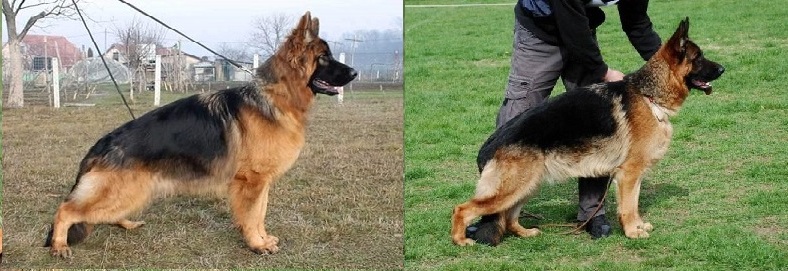 German Shepherd male, SG1,King at Rivergreen German Shepherds