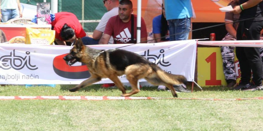 German Shepherd female Bianca at Rivergreen German Shepherds