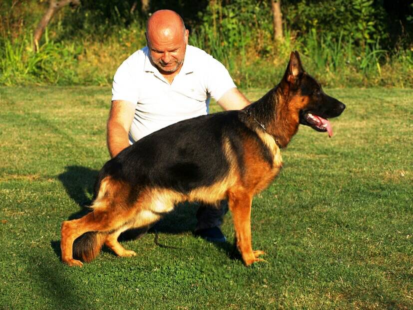 Nero Rivergreen Shepherds German Shepherd Male, Nero at Rivergreen German Shepherds