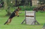 Working dog, german shepherd Rivergreen preparing for IPO