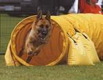 Rivergreen Agility Dog