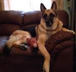 German Shepherd relaxing Relaxing Rivergreen Shepherd, Happy retirment