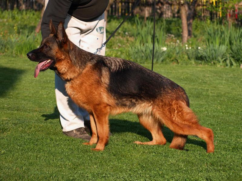 German Shepherd female Colonia vom Bastaw