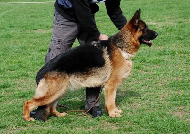 German Shepherd female Barsa