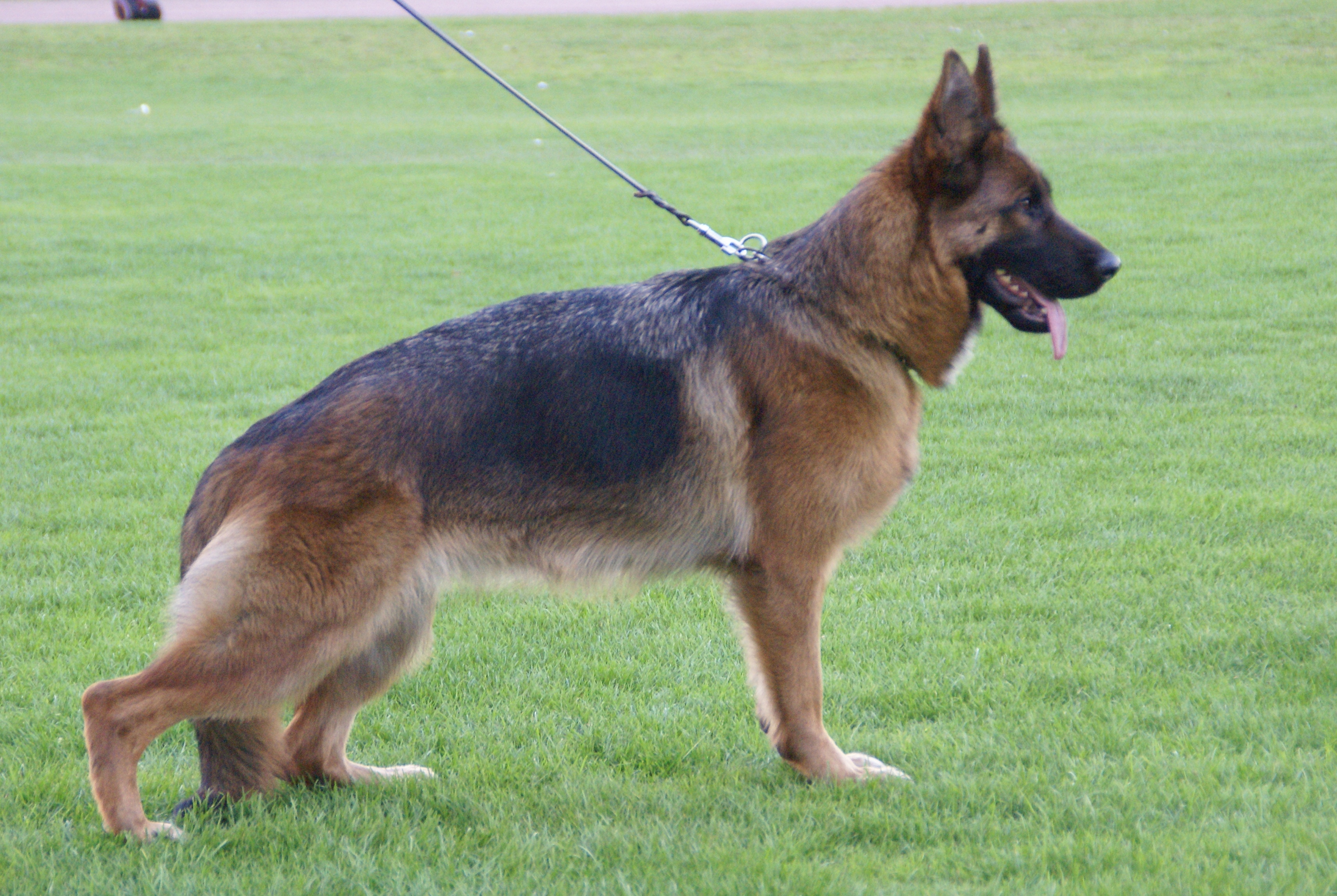  Rivergreen Sena, german shepherd female of excellent quality