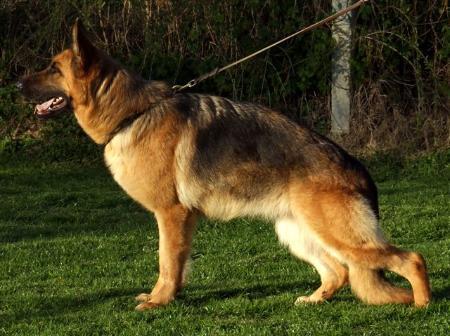 World Class german shepherd females in Canada