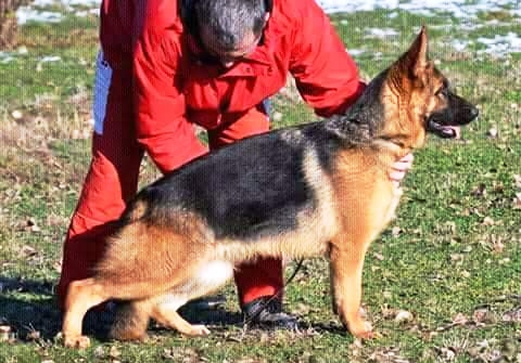 Rivegreen Female Sandra Kosava, top german shepherd female