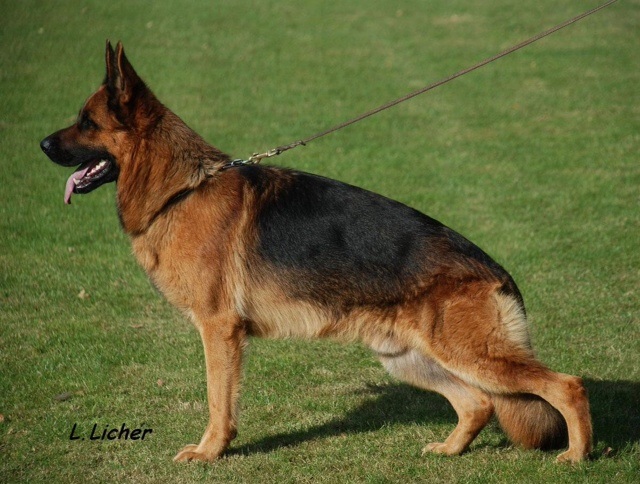  German Shepherd male Iman, son of World Champion