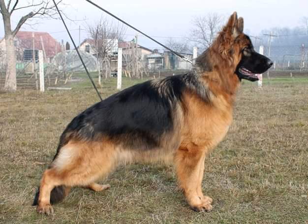 King Rivergreen Shepherds German Shepherd Male, King Winner Line German Shepherds