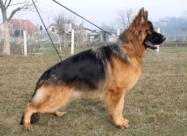 German Shepherd Male, King Winner Line German Shepherds