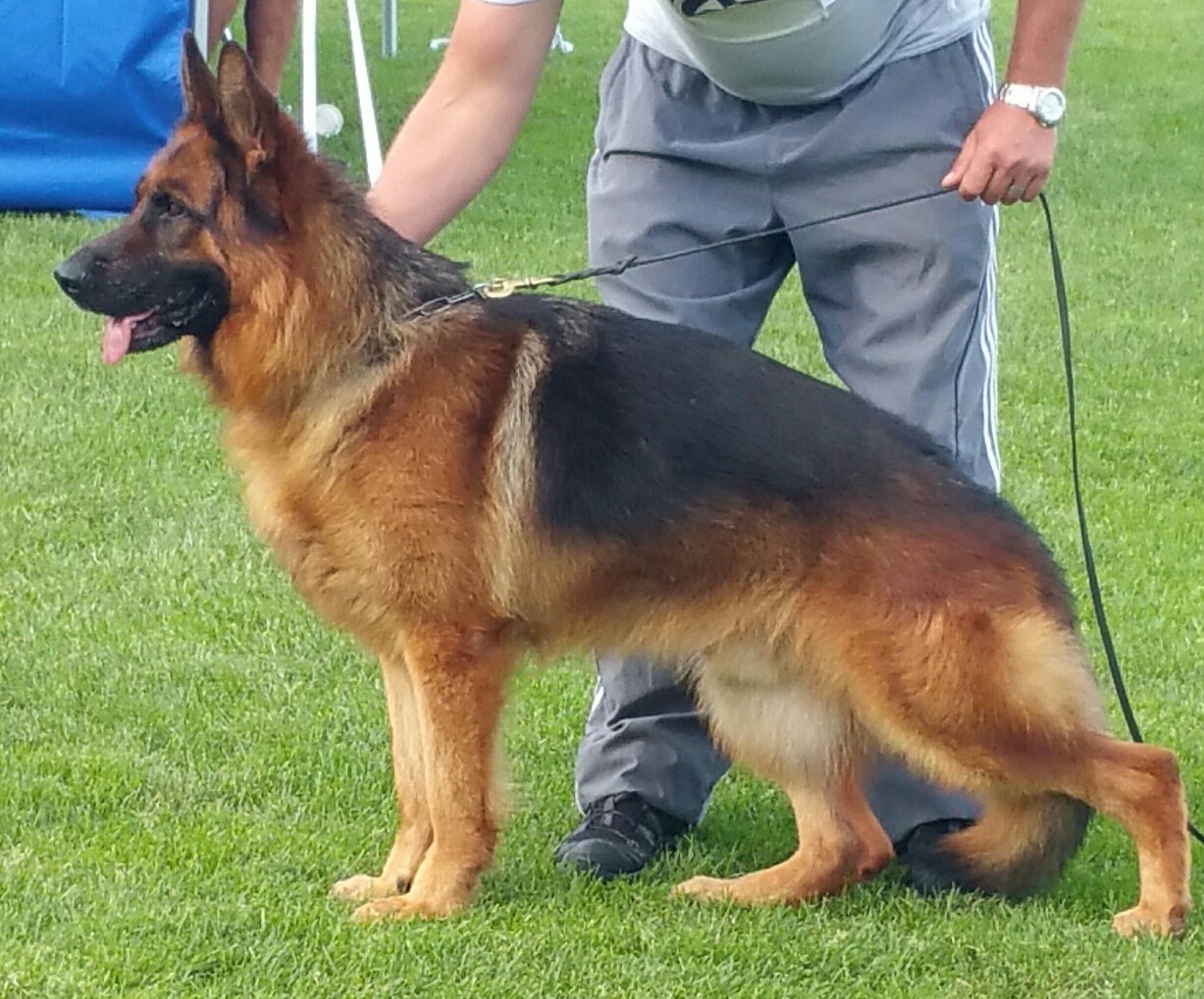 v=VA2 Pacino Rivergreen Shepherds German Shepherd Male, VA2,Pacino Rivergreen German Shepherds