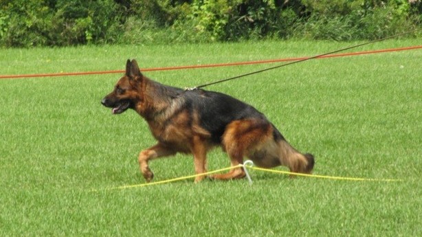Palermo Rivergreen Shepherds German Shepherd Male, Palermo Rivergreen German Shepherds
