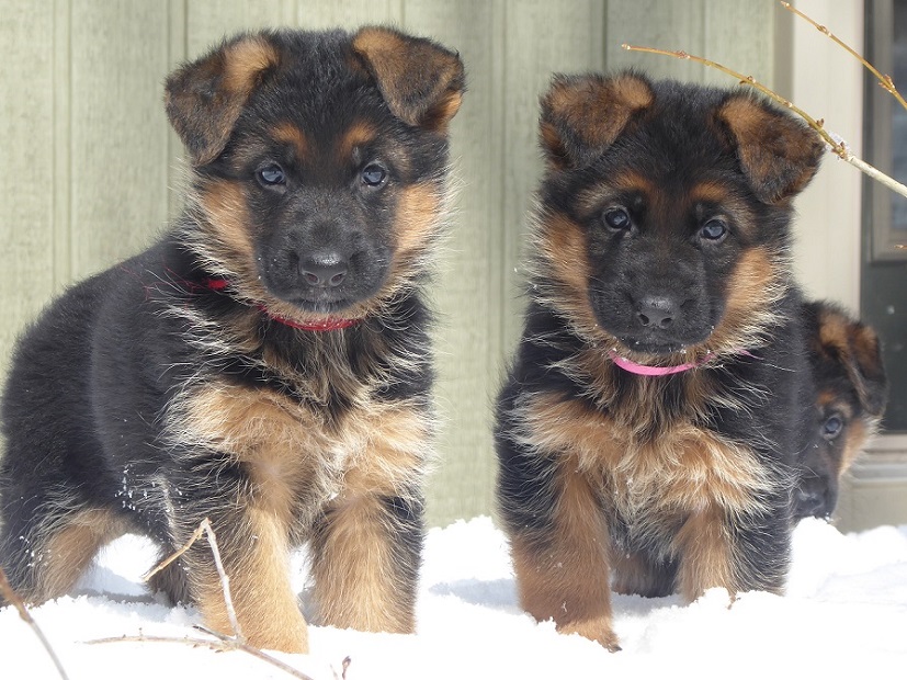 GSD Puppies