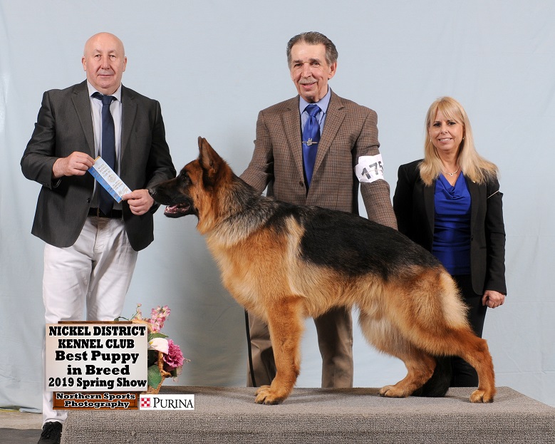 Rivergreen German Shepherds Toronto German Shepherd Breeder GTA German Shepherd Puppies for sale Home